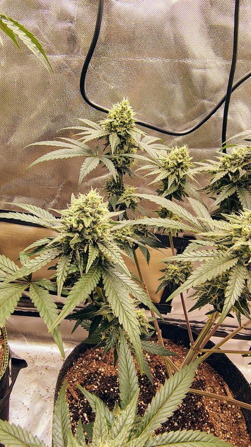 GG4 SHERBET. Week 9