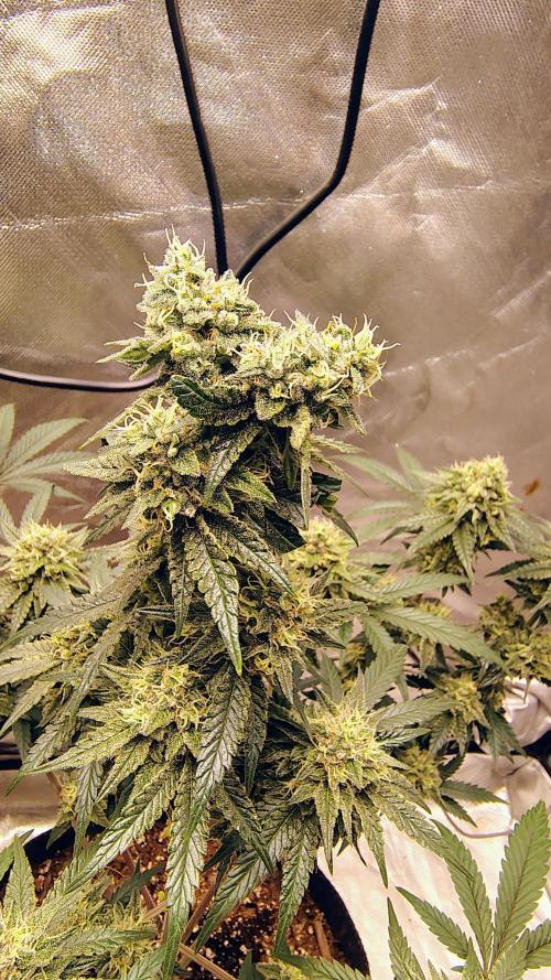 GG4 SHERBET. Week 9