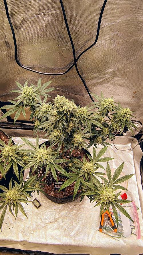 GG4 Sherbet FF. Week 9