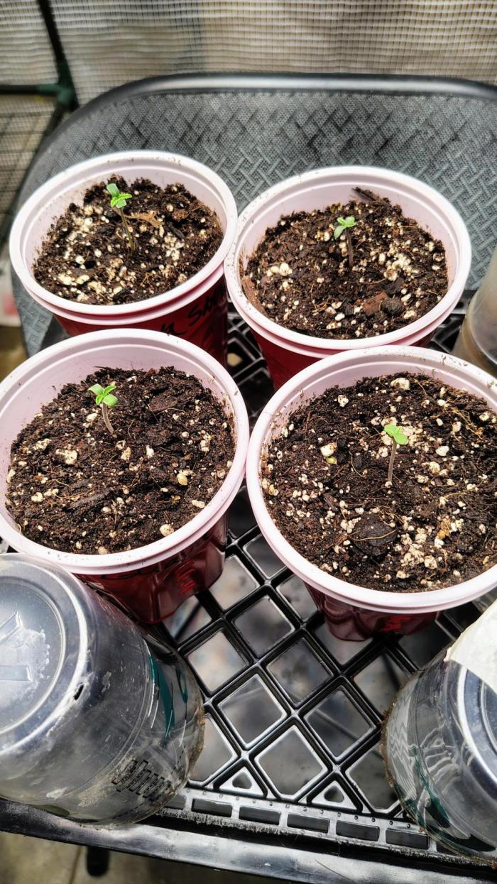 Fastbuds Champions line. Week 0