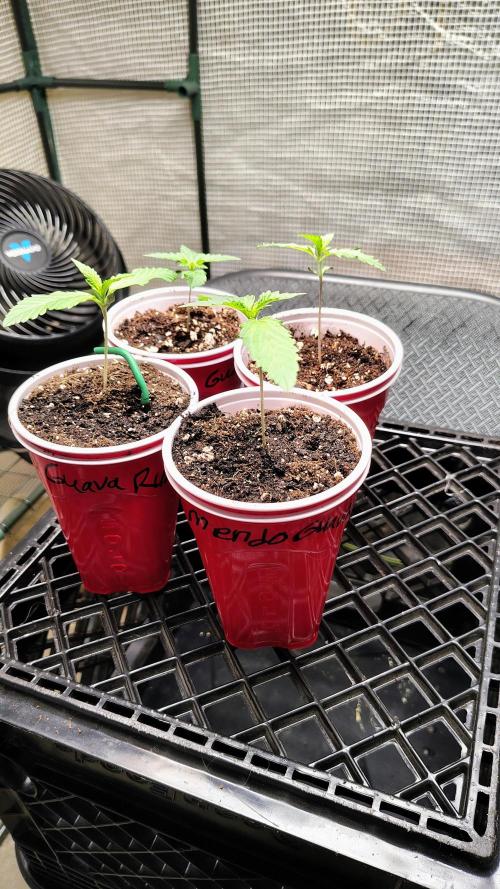 Fastbuds Champions line. Week 1