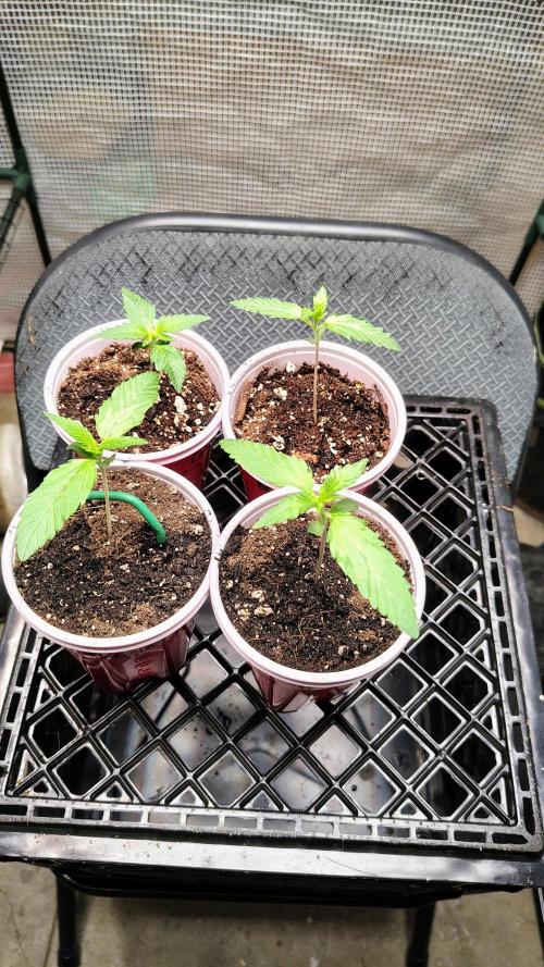 Fastbuds Champions line. Week 1