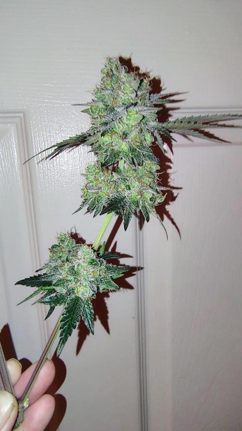 GG4 SHERBET. Week 10