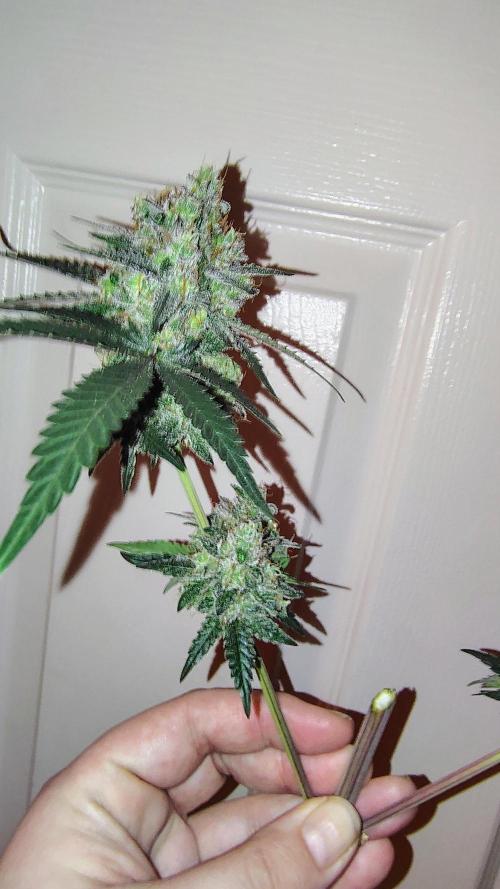 GG4 SHERBET. Week 10