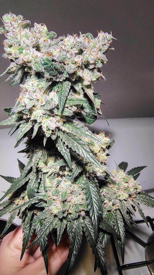GG4 SHERBET. Week 10
