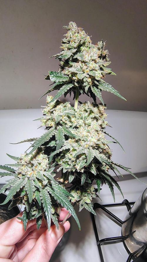 GG4 SHERBET. Week 10
