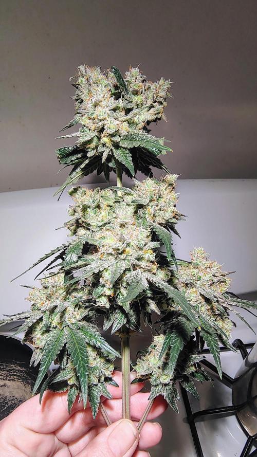 GG4 SHERBET. Week 10