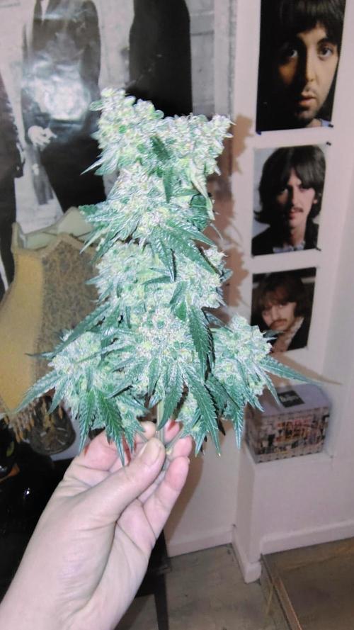 GG4 SHERBET. Week 10