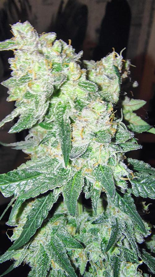 GG4 SHERBET. Week 10