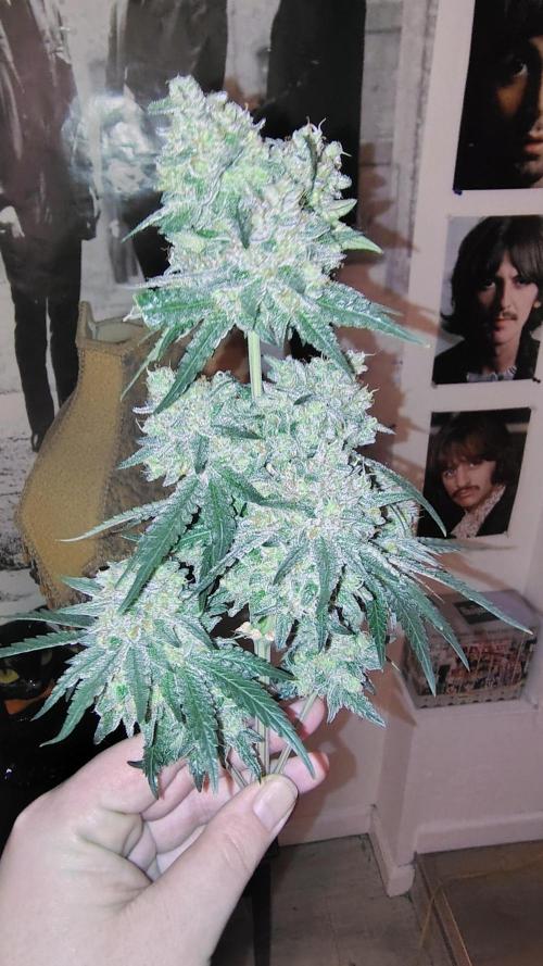 GG4 SHERBET. Week 10