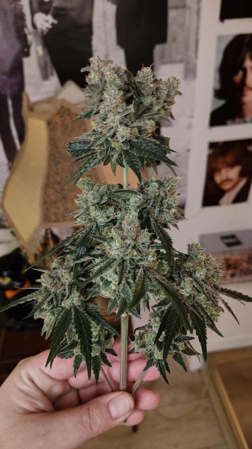 GG4 SHERBET. Week 10