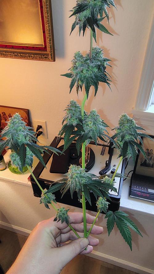 Papayton (papaya Gary Payton). Week 10