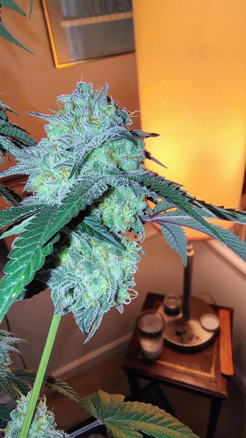 Papayton (papaya Gary Payton). Week 10