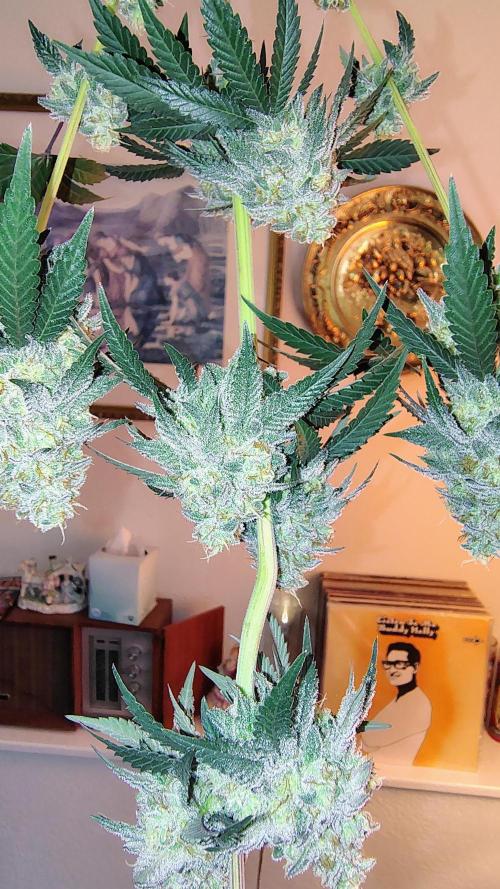 Papayton (papaya Gary Payton). Week 10