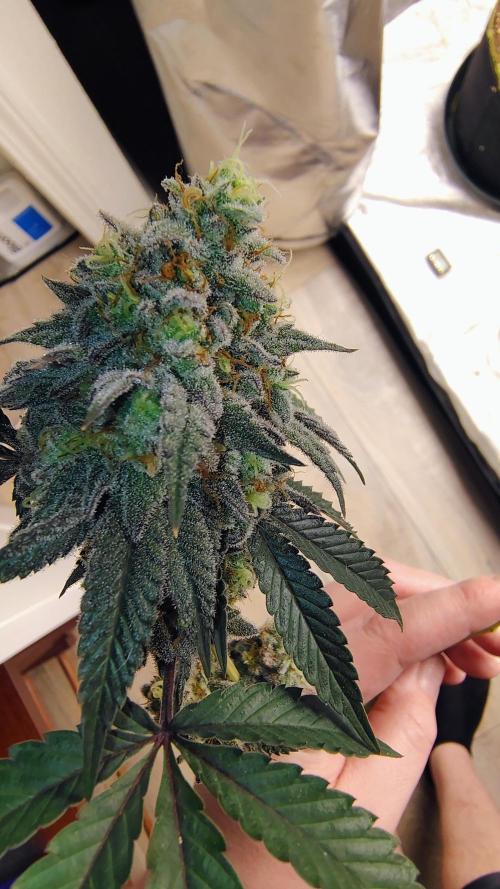 Papayton (papaya Gary Payton). Week 10