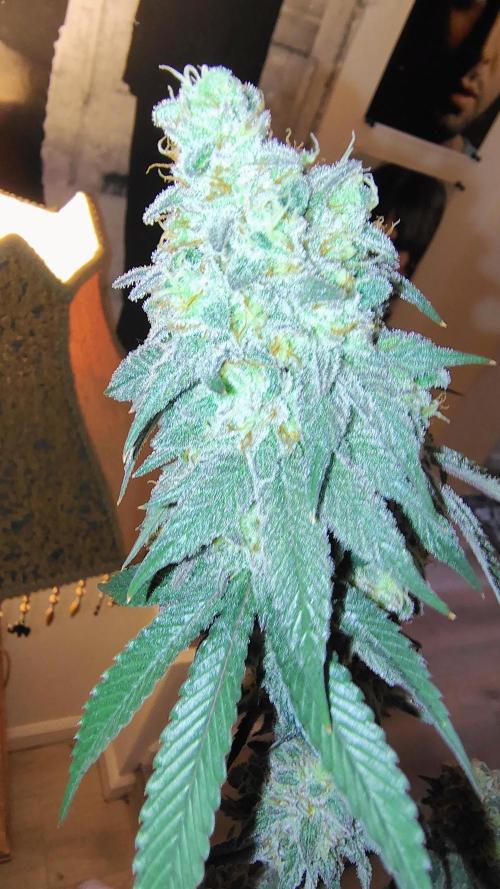 Papayton (papaya Gary Payton). Week 10