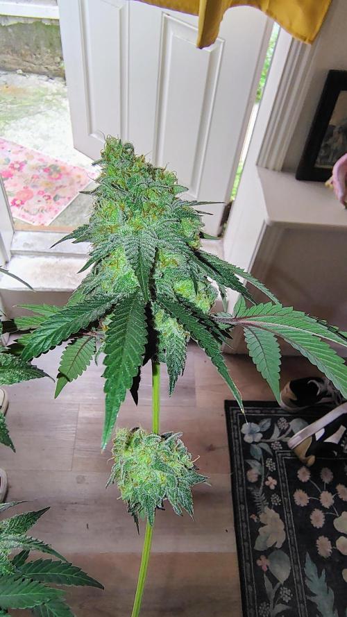 Papayton (papaya Gary Payton). Week 10