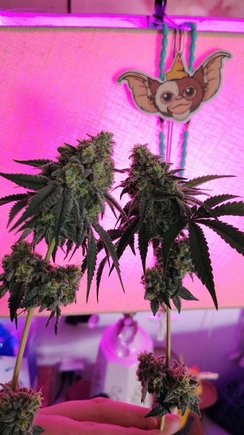 Papayton (papaya Gary Payton). Week 10