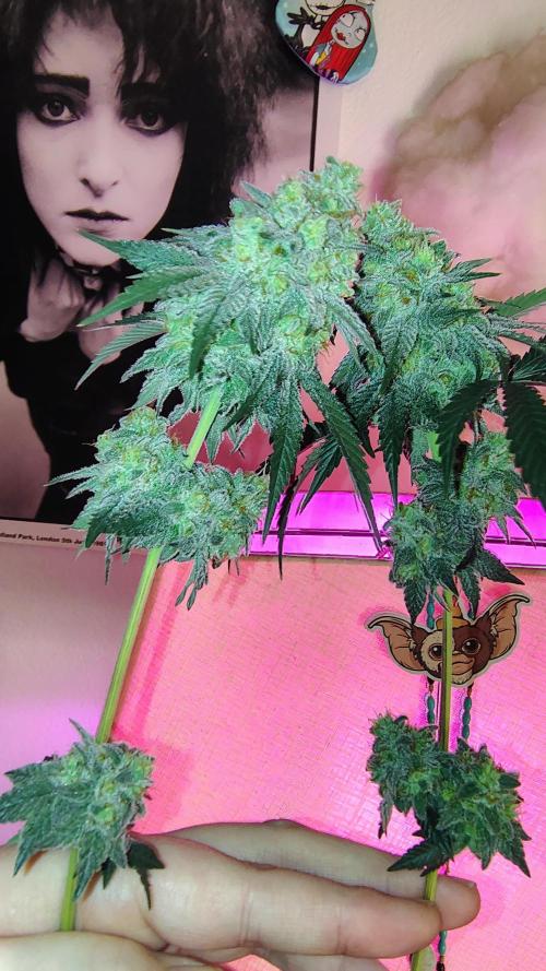 Papayton (papaya Gary Payton). Week 10