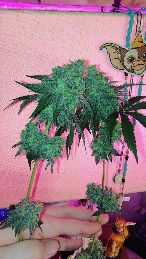 Papayton (papaya Gary Payton). Week 10