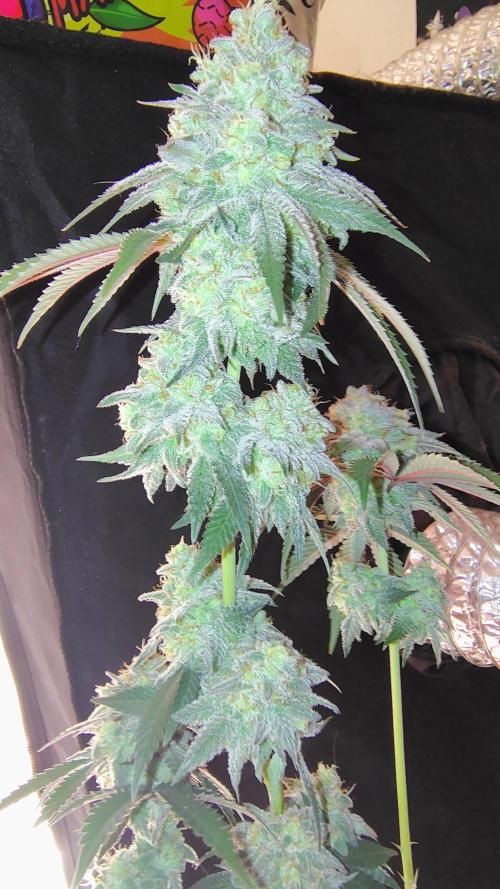 Papayton (papaya Gary Payton). Week 10