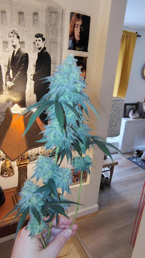 Papayton (papaya Gary Payton). Week 10