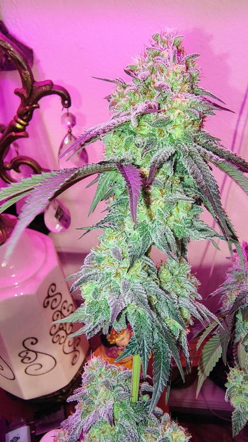 Papayton (papaya Gary Payton). Week 10