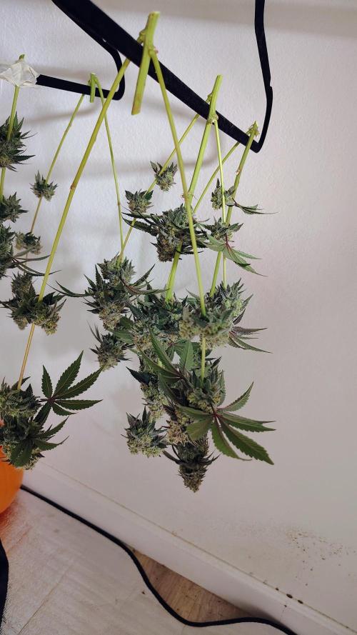 Papayton (papaya Gary Payton). Week 10