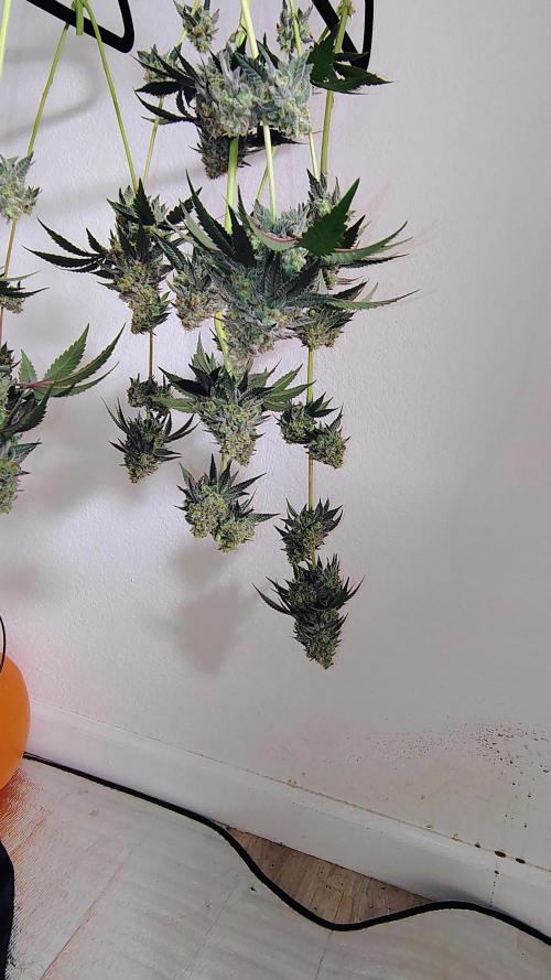 Papayton (papaya Gary Payton). Week 10