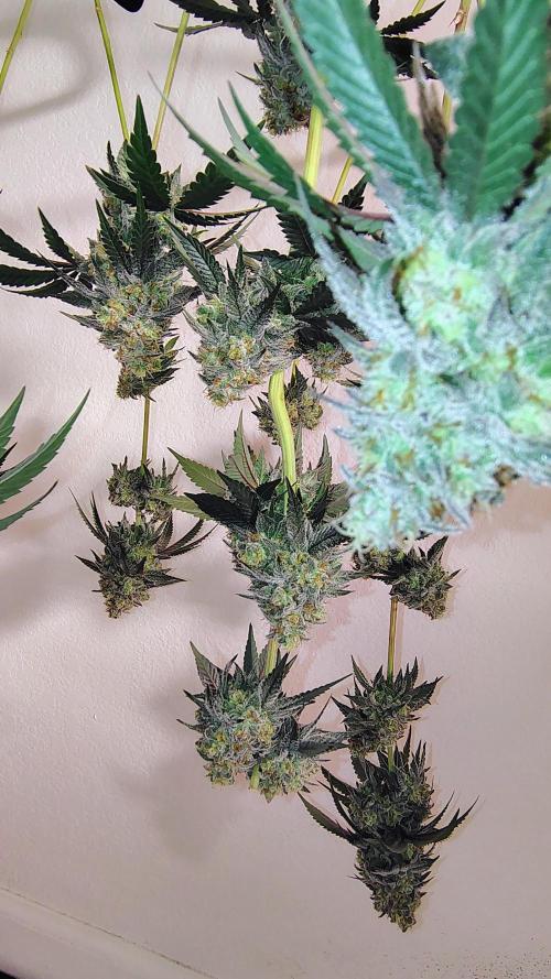 Papayton (papaya Gary Payton). Week 10