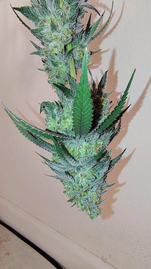Papayton (papaya Gary Payton). Week 10
