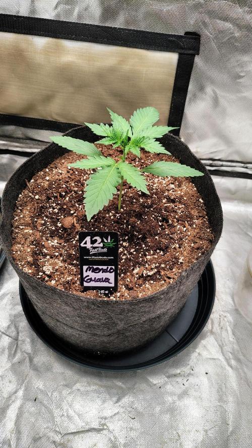 Fastbuds Champions line. Week 2