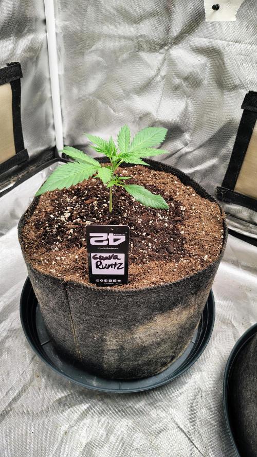 Fastbuds Champions line. Week 2