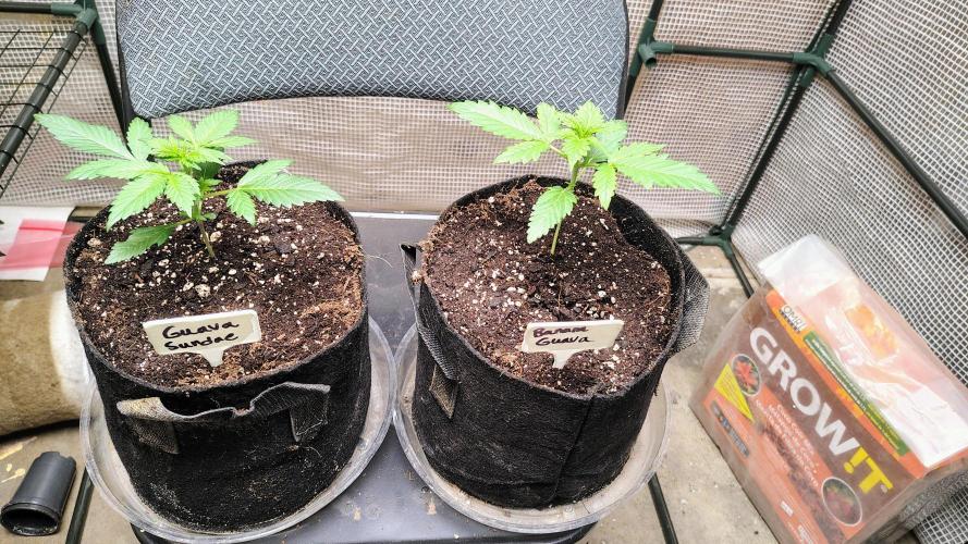 Fastbuds Champions line. Week 2