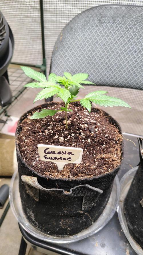 Fastbuds Champions line. Week 2