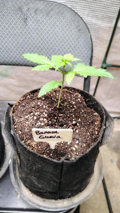 Fastbuds Champions line. Week 2