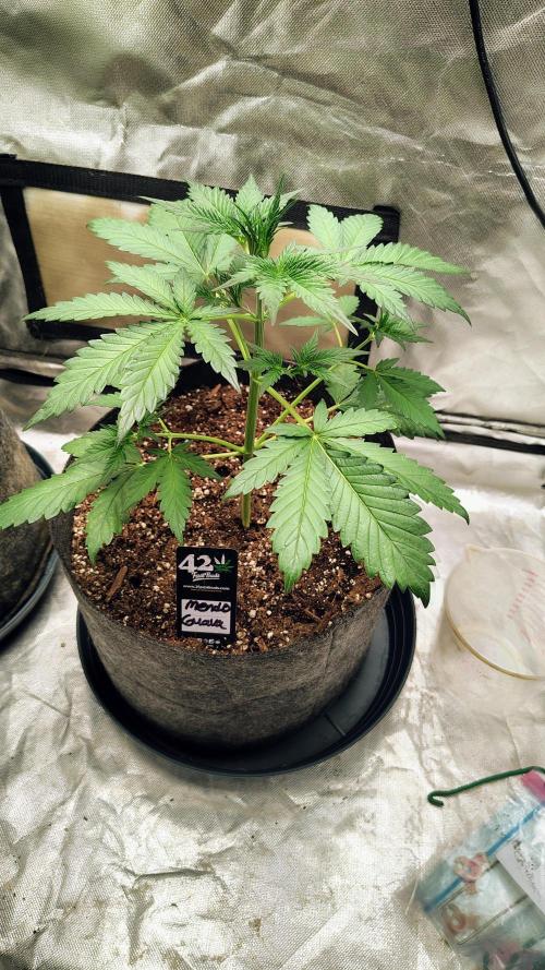 Fastbuds Champions line. Week 3