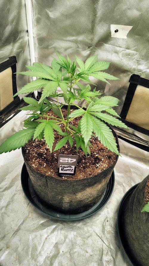 Fastbuds Champions line. Week 3