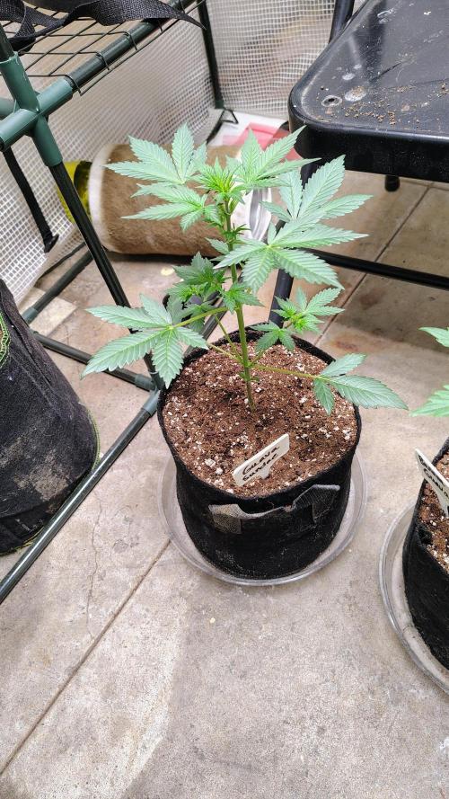 Fastbuds Champions line. Week 3