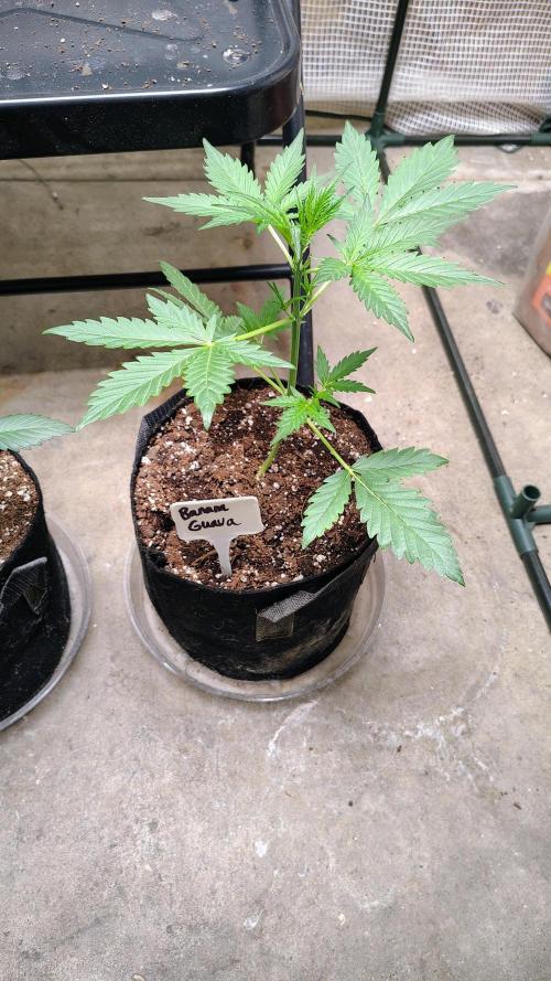 Fastbuds Champions line. Week 3