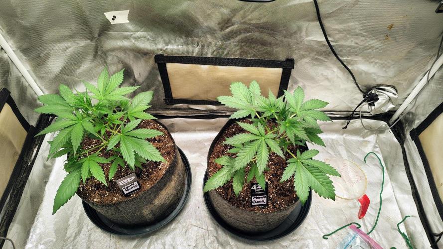 Fastbuds Champions line. Week 3