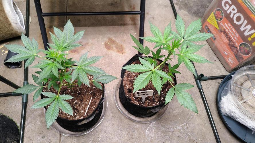 Fastbuds Champions line. Week 3
