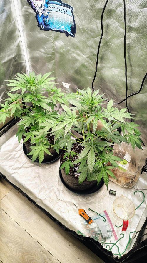 Fastbuds Champions line. Week 4