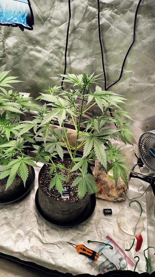 Fastbuds Champions line. Week 4 - Mendo guava