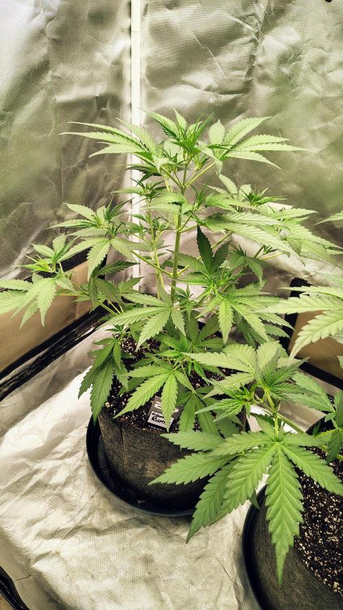 Fastbuds Champions line. Week 4 - Guava runtz