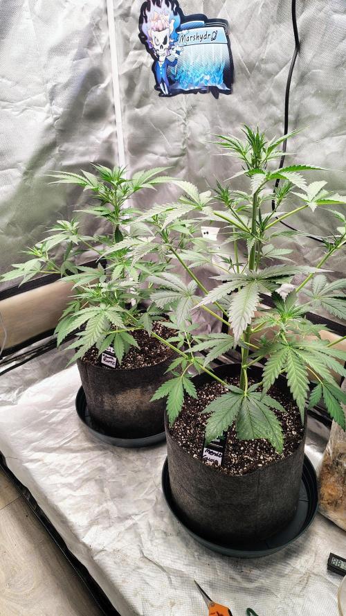 Fastbuds Champions line. Week 4
