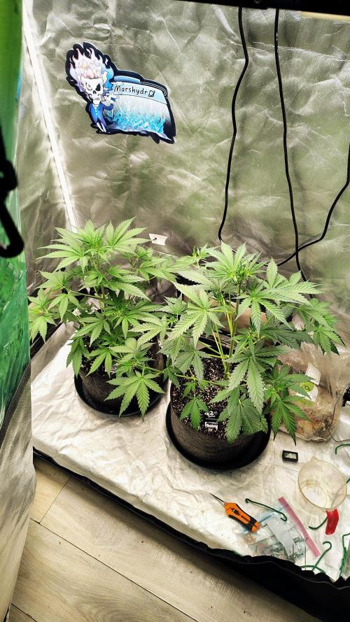 Fastbuds Champions line. Week 4