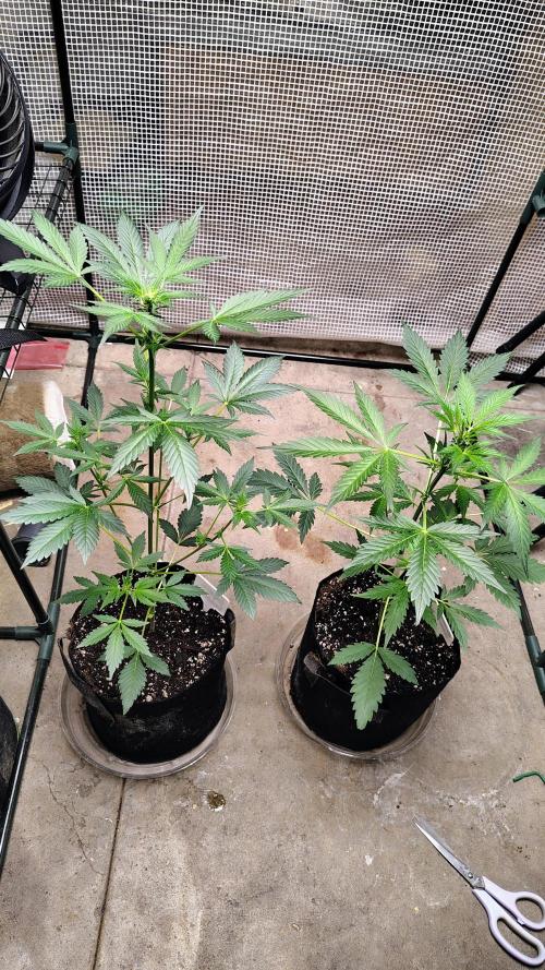 Fastbuds Champions line. Week 4
