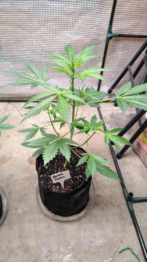 Fastbuds Champions line. Week 4 - Guava sundae