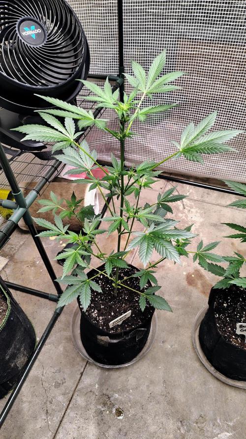 Fastbuds Champions line. Week 4 - Banana Guava 